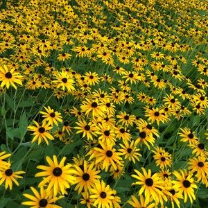 Meet your Posher, Sheri